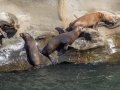 Sea Lions - La Jolla Cove, California