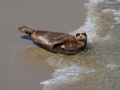 Harbor Seal - San Diego, California
