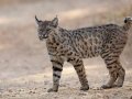 Bobcat - Lake Cuyamaca State Park, California