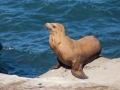 Sea Lion - La Jolla Cove, California