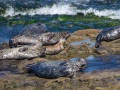 Harbor Seals - La Jolla Cove, California