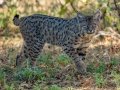 Bobcat - Lake Cuyamaca State Park, California