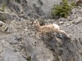Big Horn Sheep - Canada