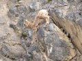 Big Horn Sheep - Canada