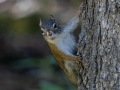 Red Squirrel - Canada