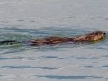 American Beaver - Canada