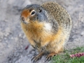 Colombian Ground Squirrel - Canada