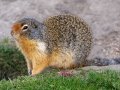 Colombian Ground Squirrel - Canada
