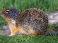 Colombian Ground Squirrel - Canada
