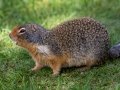 Colombian Ground Squirrel - Canada
