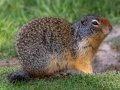 Colombian Ground Squirrel - Canada