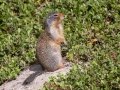 Colombian Ground Squirrel - Canada
