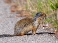 Colombian Ground Squirrel - Canada