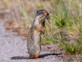 Colombian Ground Squirrel - Canada