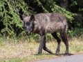 Gray Wolf - Canada