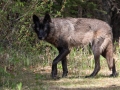 Gray Wolf - Canada