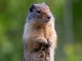 Colombian Ground Squirrel - Canada