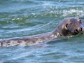 Gray Seal -  Massachusetts