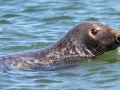 Gray Seal -  Massachusetts