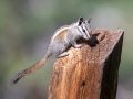 Lodgepole Chipmunk