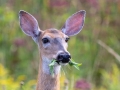White-tailed Deer - Massachusetts