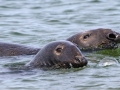 Gray Seals -  Massachusetts