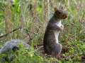 Gray Squirrel -  Massachusetts