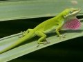 Lizard - Alabama