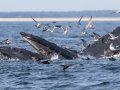 Humpback Whales feeding - Massachusetts Pelagic