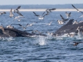 Humpback Whales feeding - Massachusetts Pelagic