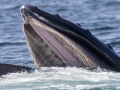 Humpback Whale - mouth filtering bristles - Massachusetts Pelagic