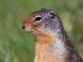 Colombian Ground Squirrel - Canada