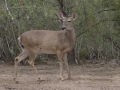 Mule Deer - Ramona, California