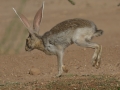 Antelope Jackrabbit - Arizona