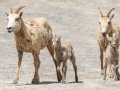 Big Horn Sheep - Canada