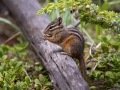 Eastern Chipmunk - Canada
