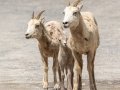 Big Horn Sheep - Canada