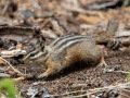 Least Chipmunk - Canada