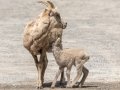 Big Horn Sheep - Canada