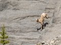 Big Horn Sheep - Canada