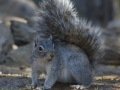 Arizona Gray Squirrel