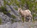 Big Horn Sheep - Canada