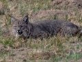 Bobcat - California