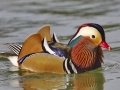Mandarin Duck