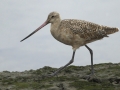 Marbled Godwit