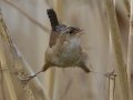 Marsh Wren
