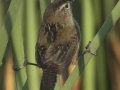 Marsh Wren