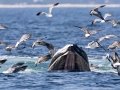 Manx Shearwater approaching a feeding Humpback Whale - pelagic trip out of Chatham, Cape Cod