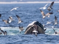 Manx Shearwater approaching a feeding Humpback Whale - pelagic trip out of Chatham, Cape Cod