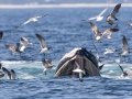 Manx Shearwater approaching a feeding Humpback Whale - pelagic trip out of Chatham, Cape Cod